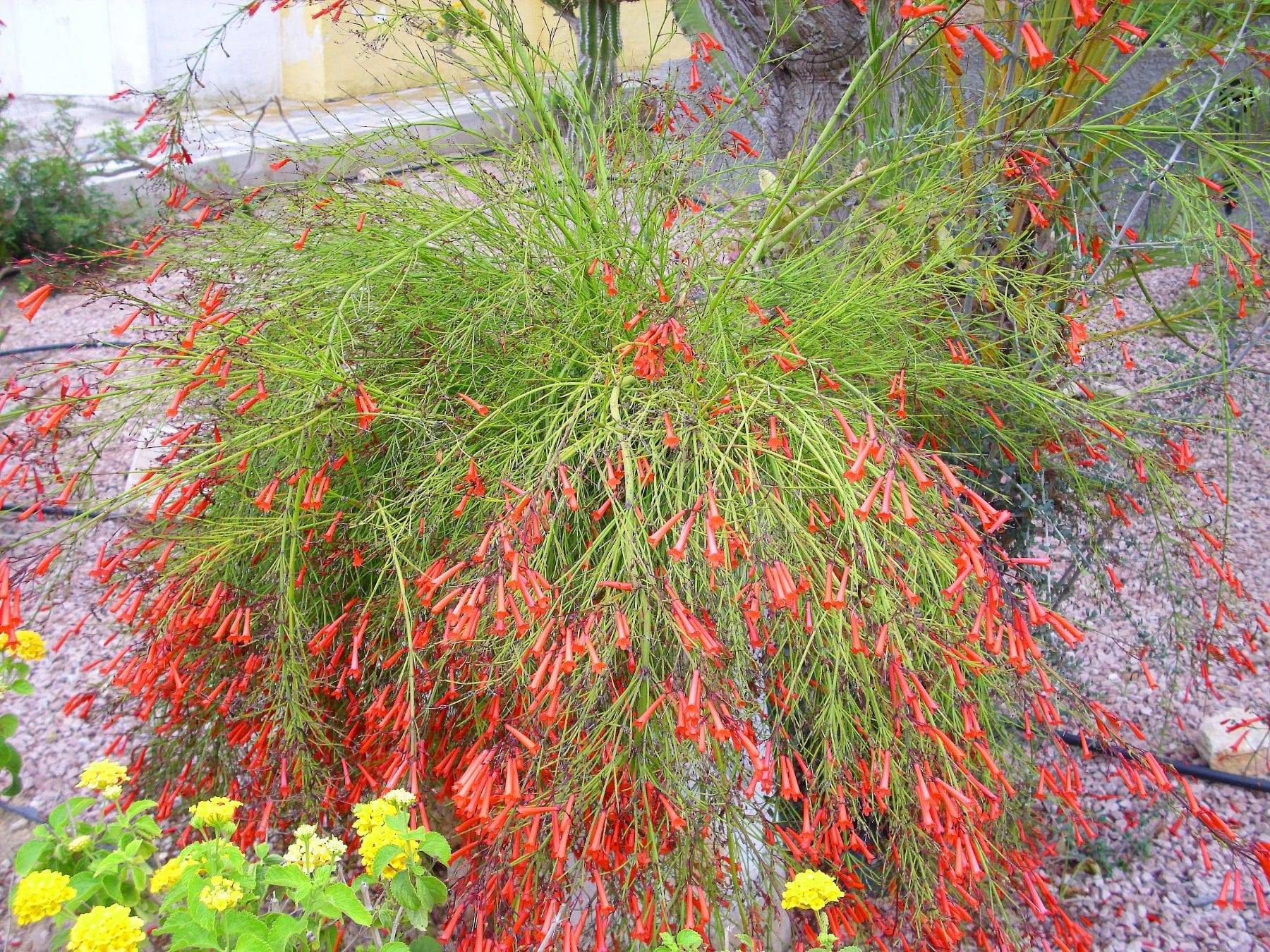 Russelia equisetiformis usos medicinales.