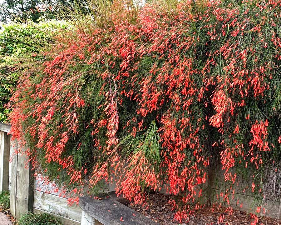 Russelia equisetiformis cerca viva